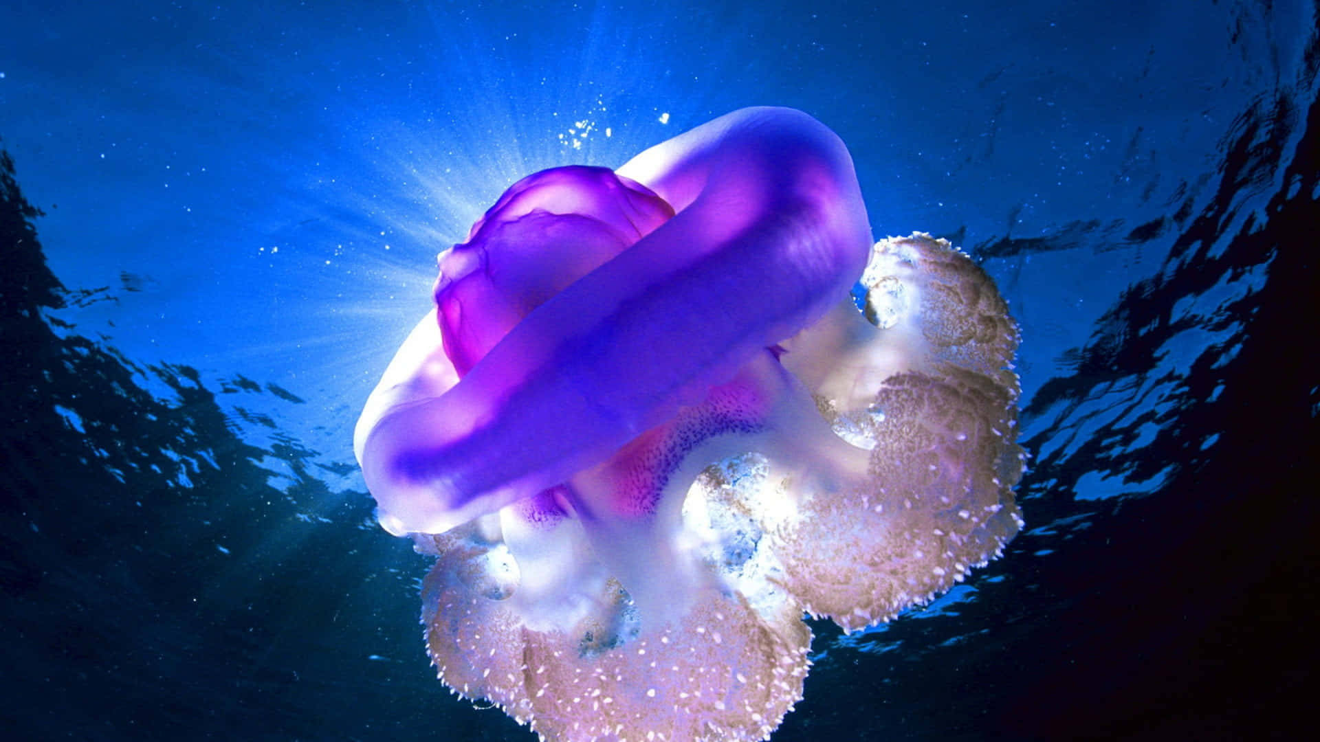 Explore The Wonders Of The Ocean With A 4k Jellyfish Wallpaper Background