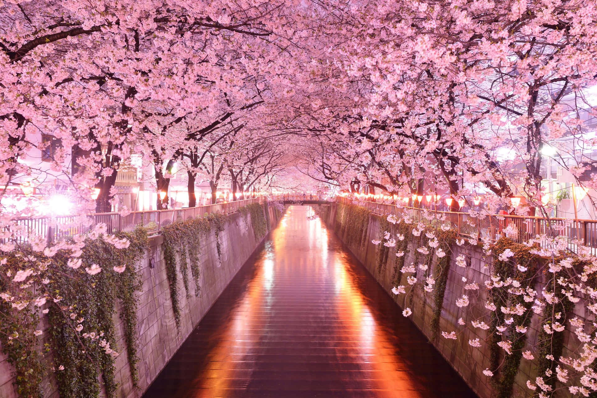 Explore The World Of Sakura Anime, With This Vibrant Wallpaper