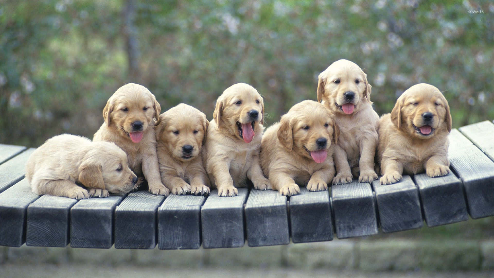 Explore The World With This Golden Retriever Puppy Background