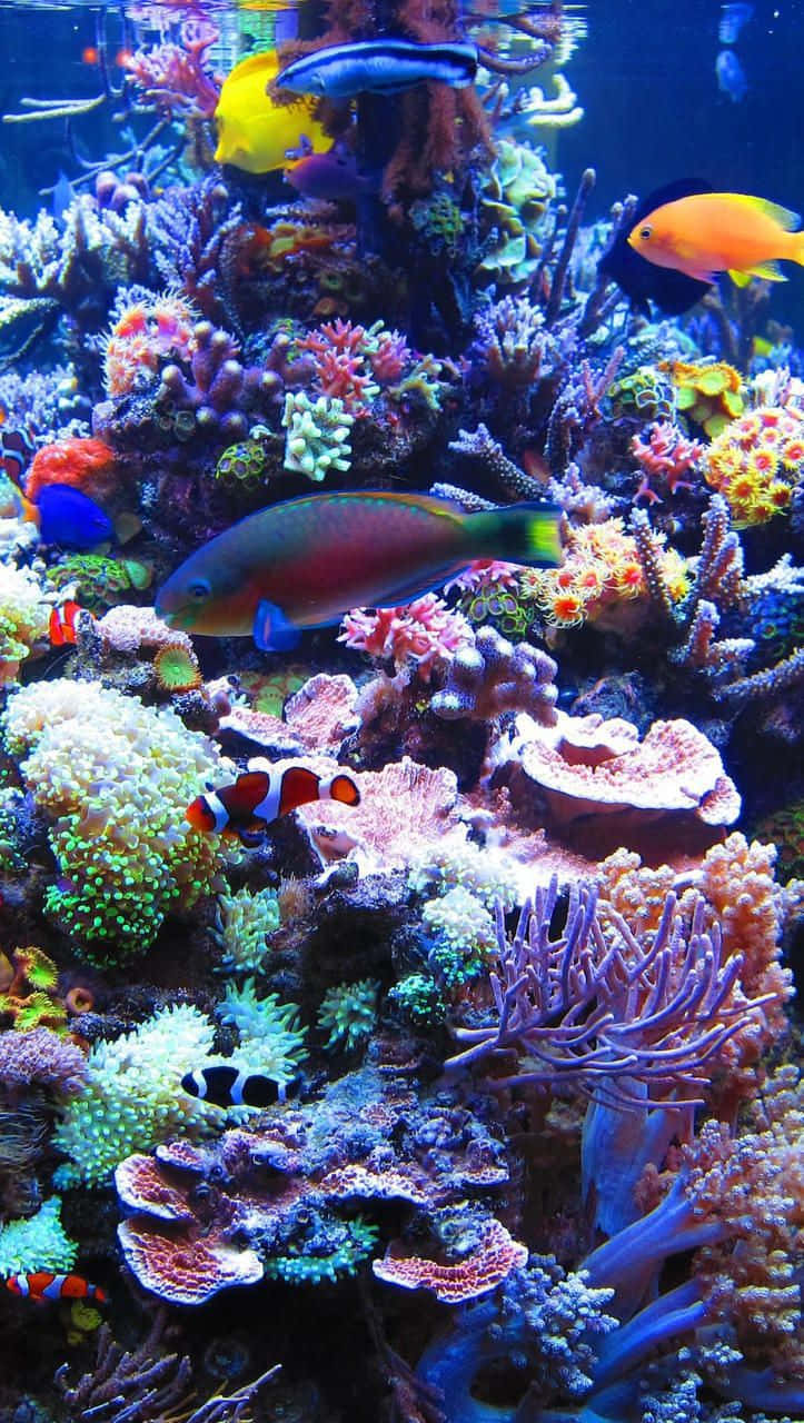 Explore Underwater Worlds With Aquarium Iphone Background