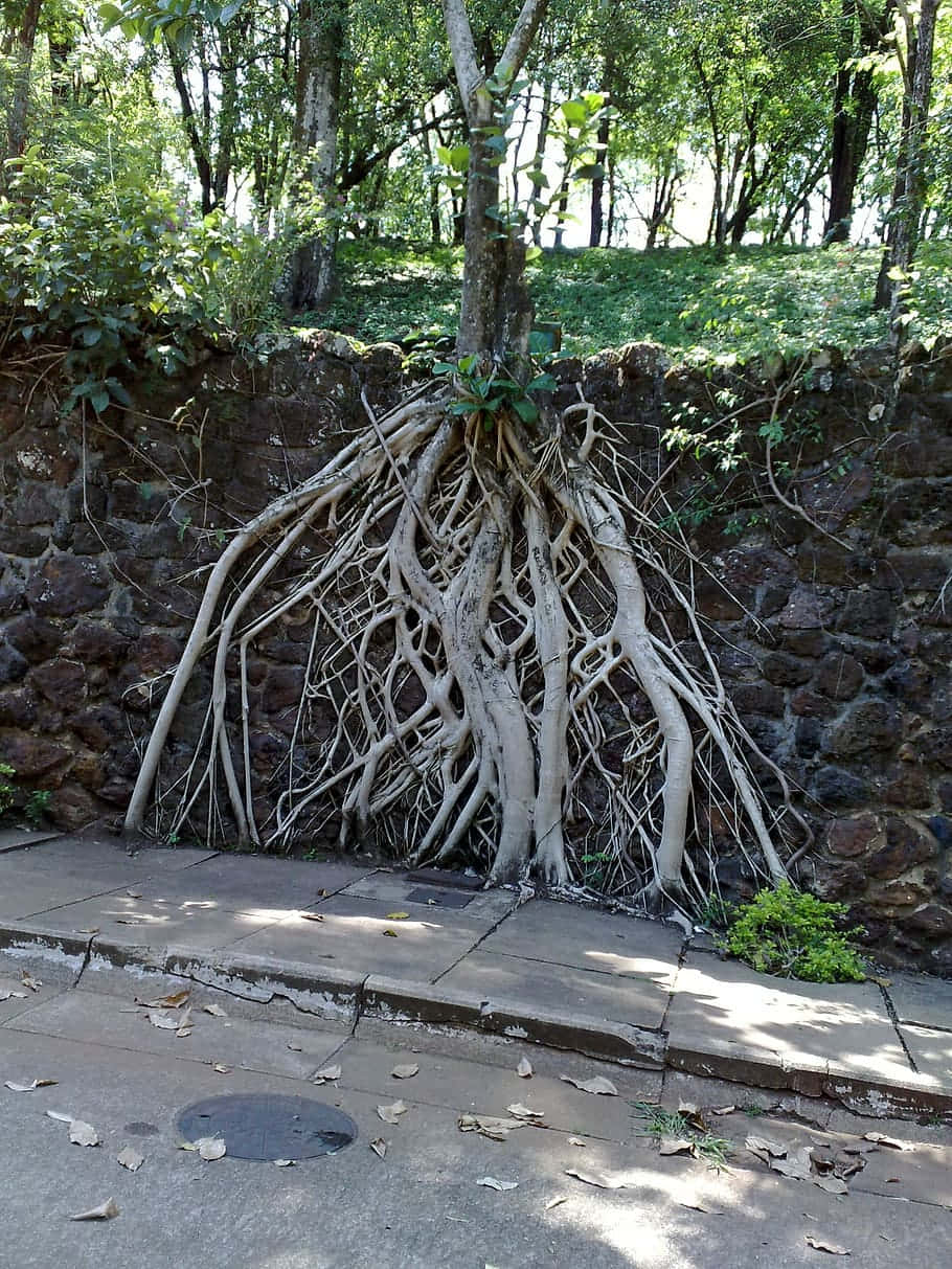 Exposed Roots Background
