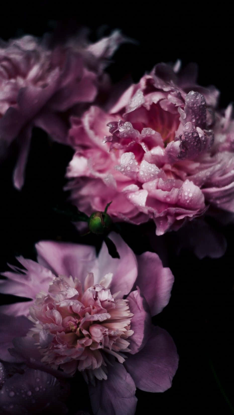 Express Yourself With A Light Pink Floral Iphone Background