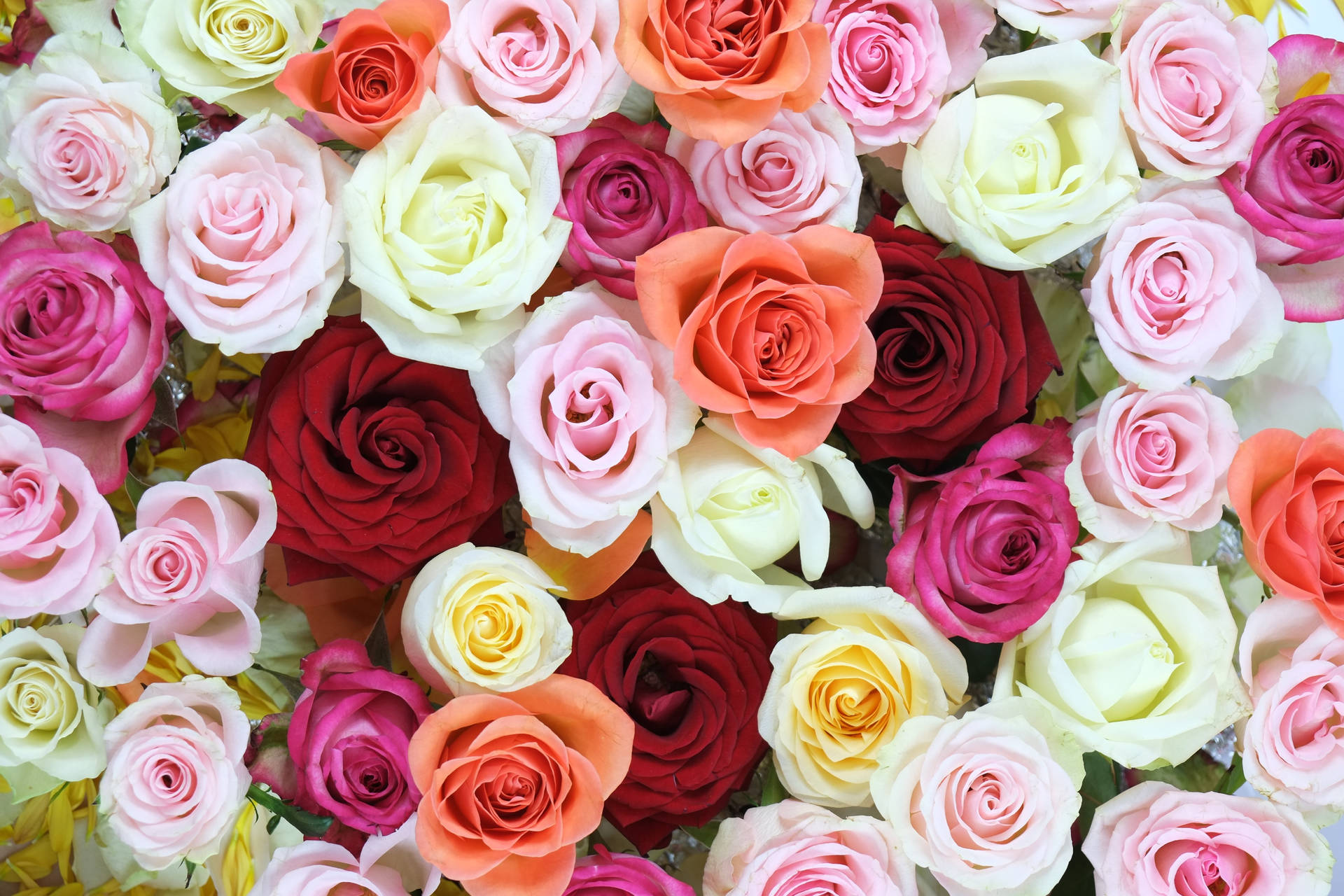 Exquisite Array Of Vibrant Roses In Unique Flower Design