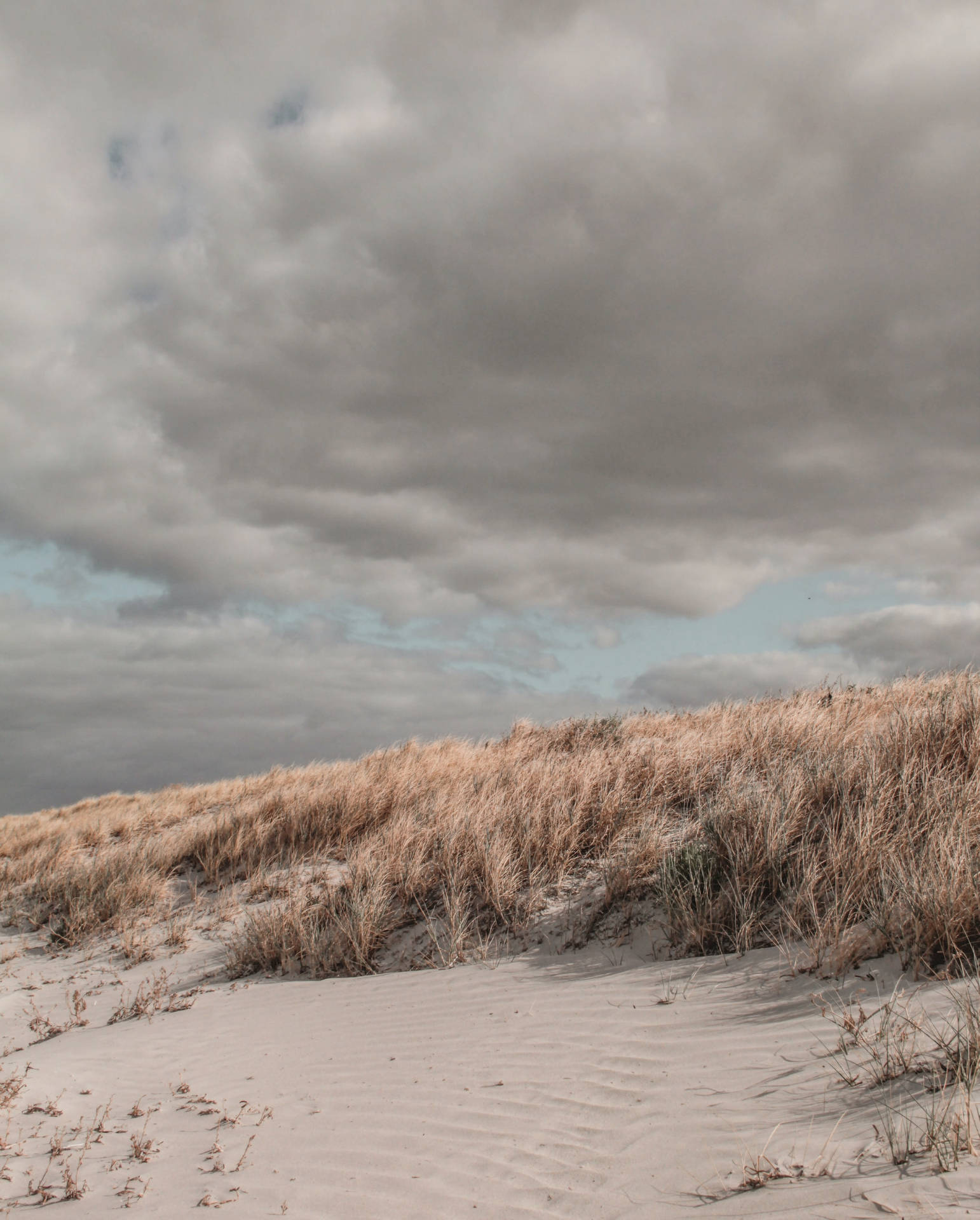 Exquisite Beach Seagrass With Cloudy Sky Background