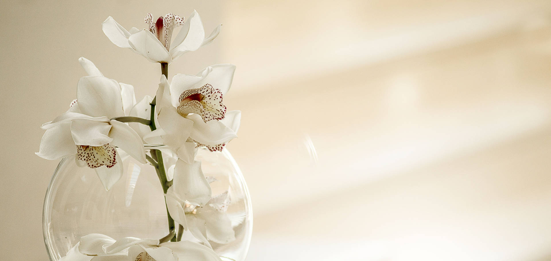 Exquisite Birthday Orchids Background