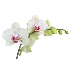 Exquisite Blooms Of White Orchids Background