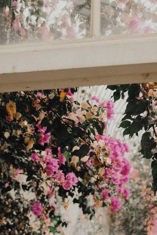 Exquisite Bougainvilleas In Full Bloom Showcasing Classic Vintage Flower Aesthetic Background