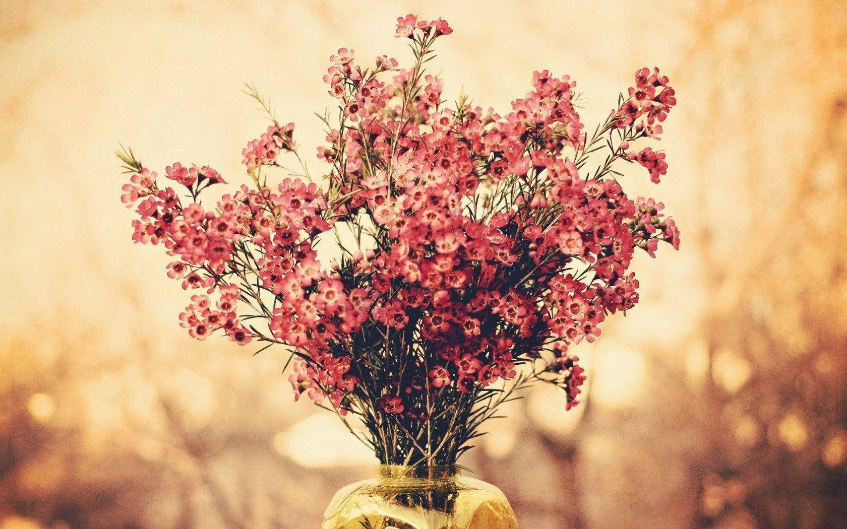 Exquisite Bouquet Of Geraldton Waxflowers Background