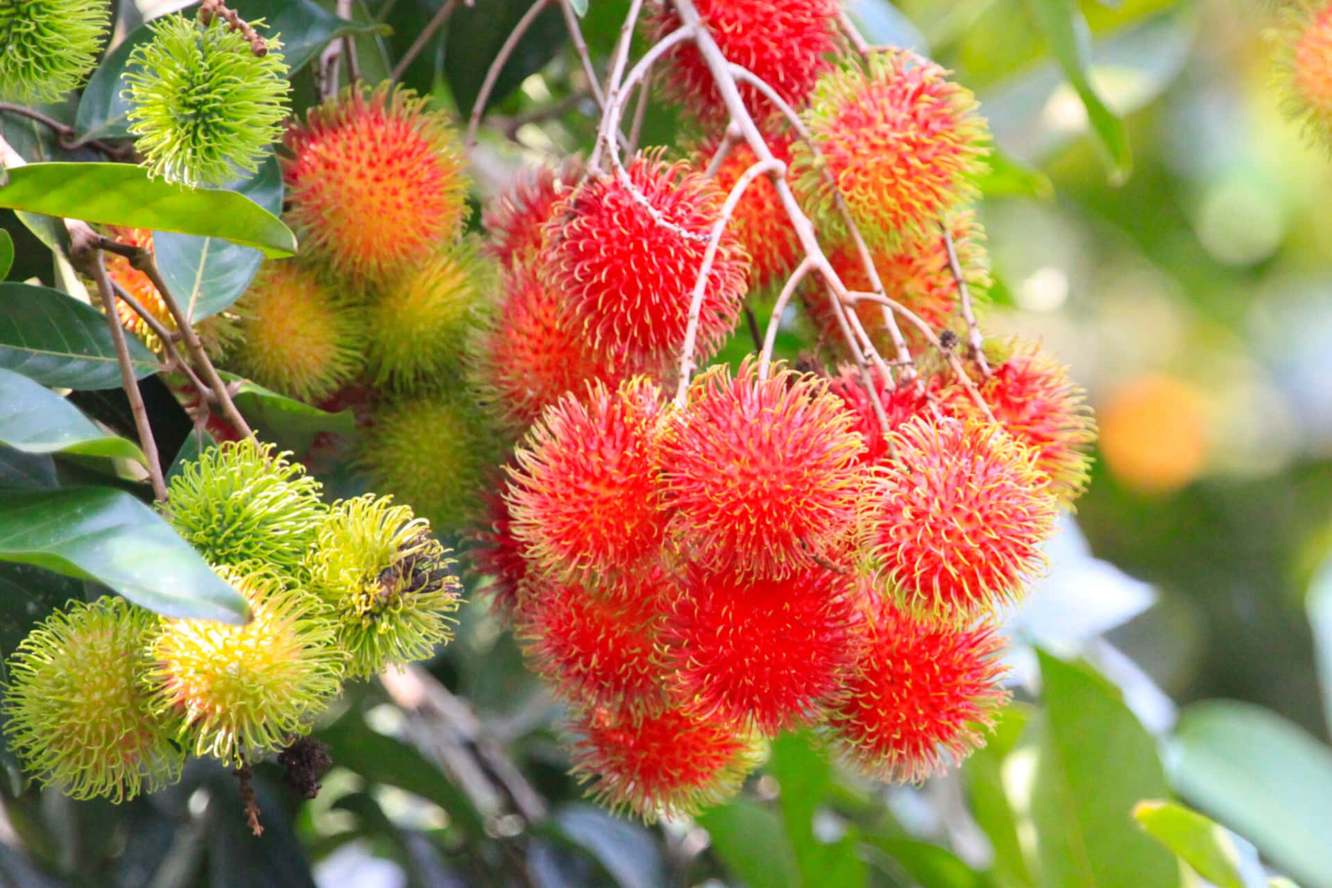 Exquisite Bunch Of Pulasan Fruits Growing On Tree Background