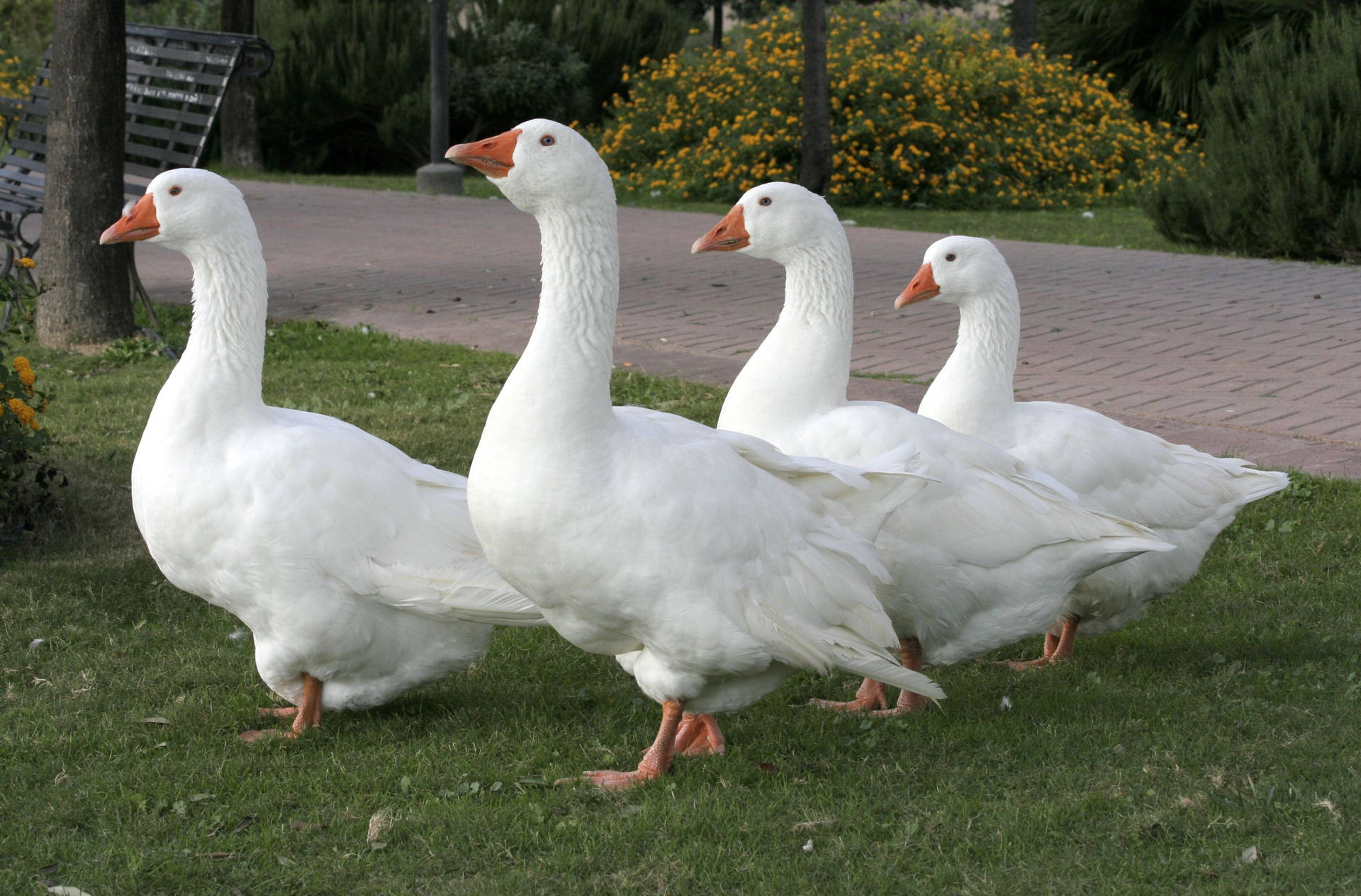 Exquisite Close Up Of White Geese Background