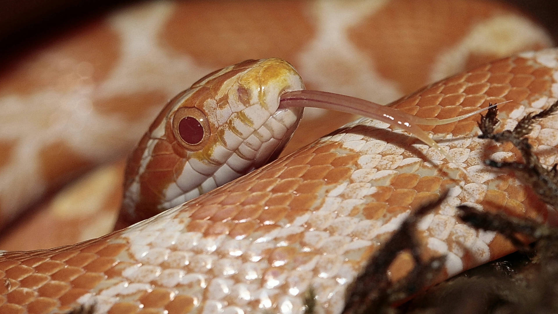 Exquisite Corn Snake In Its Natural Environment