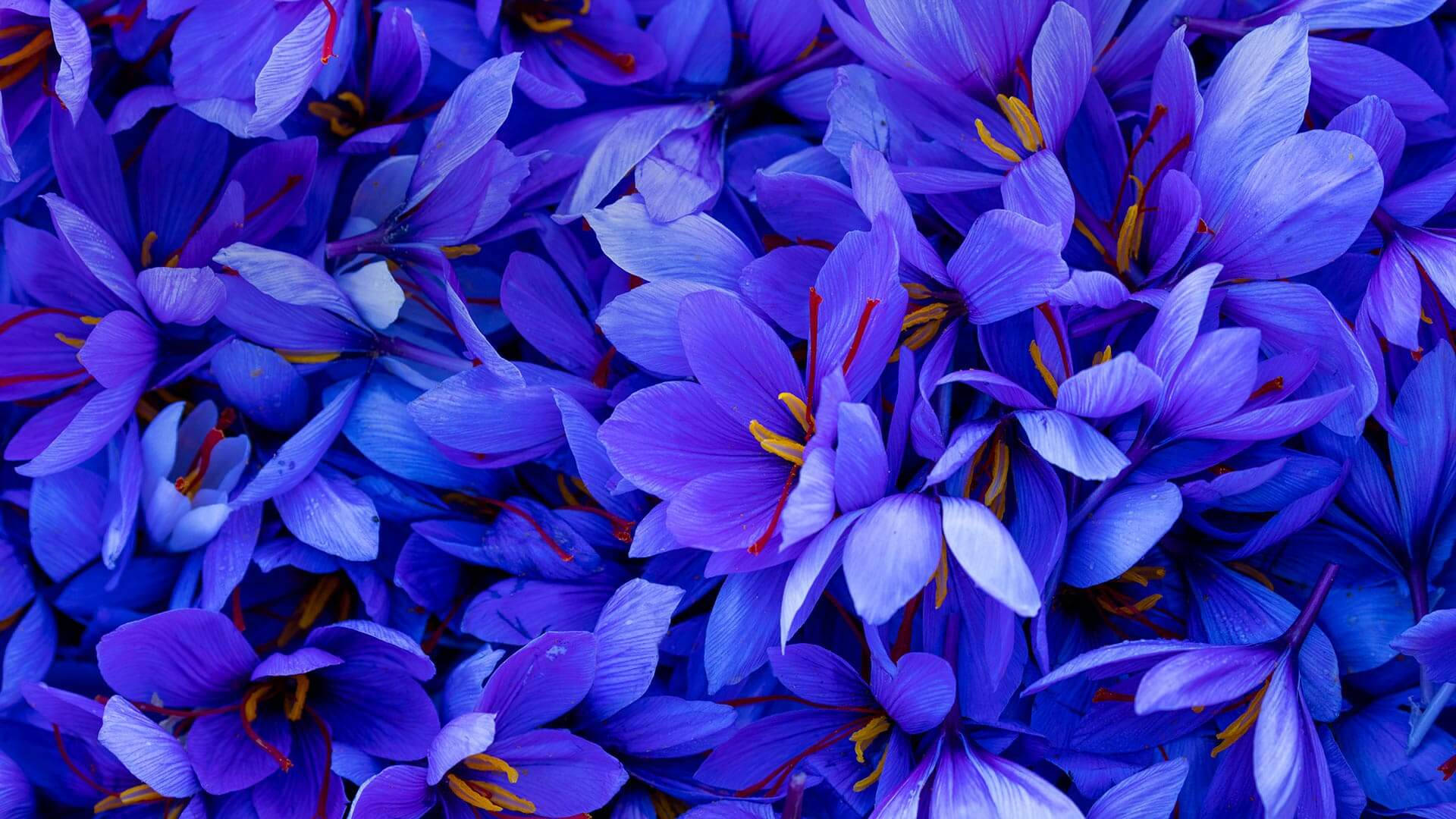 Exquisite Dark Lilac Saffron Blooms