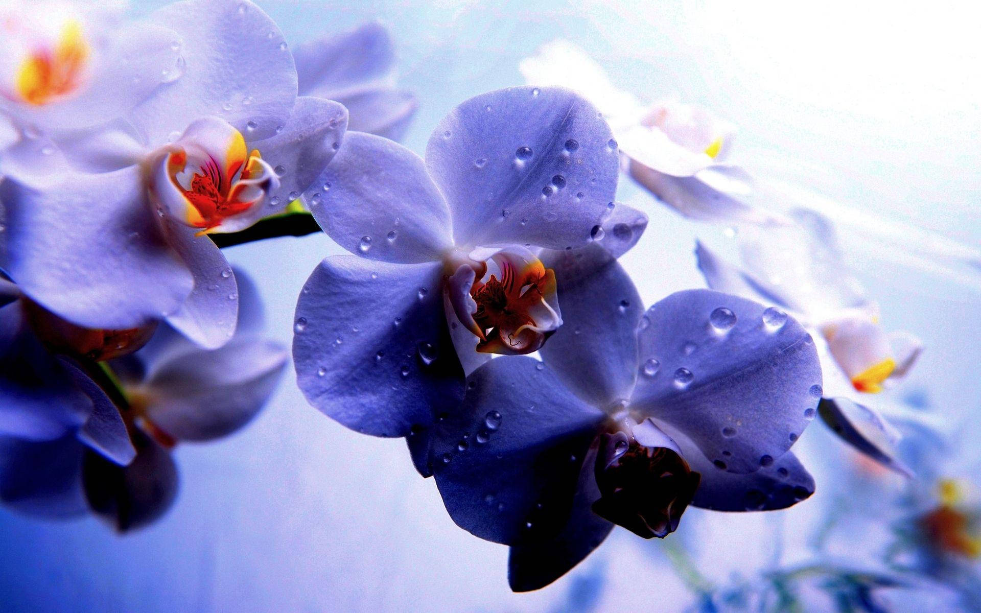 Exquisite Dew-kissed Orchid Flowers Background