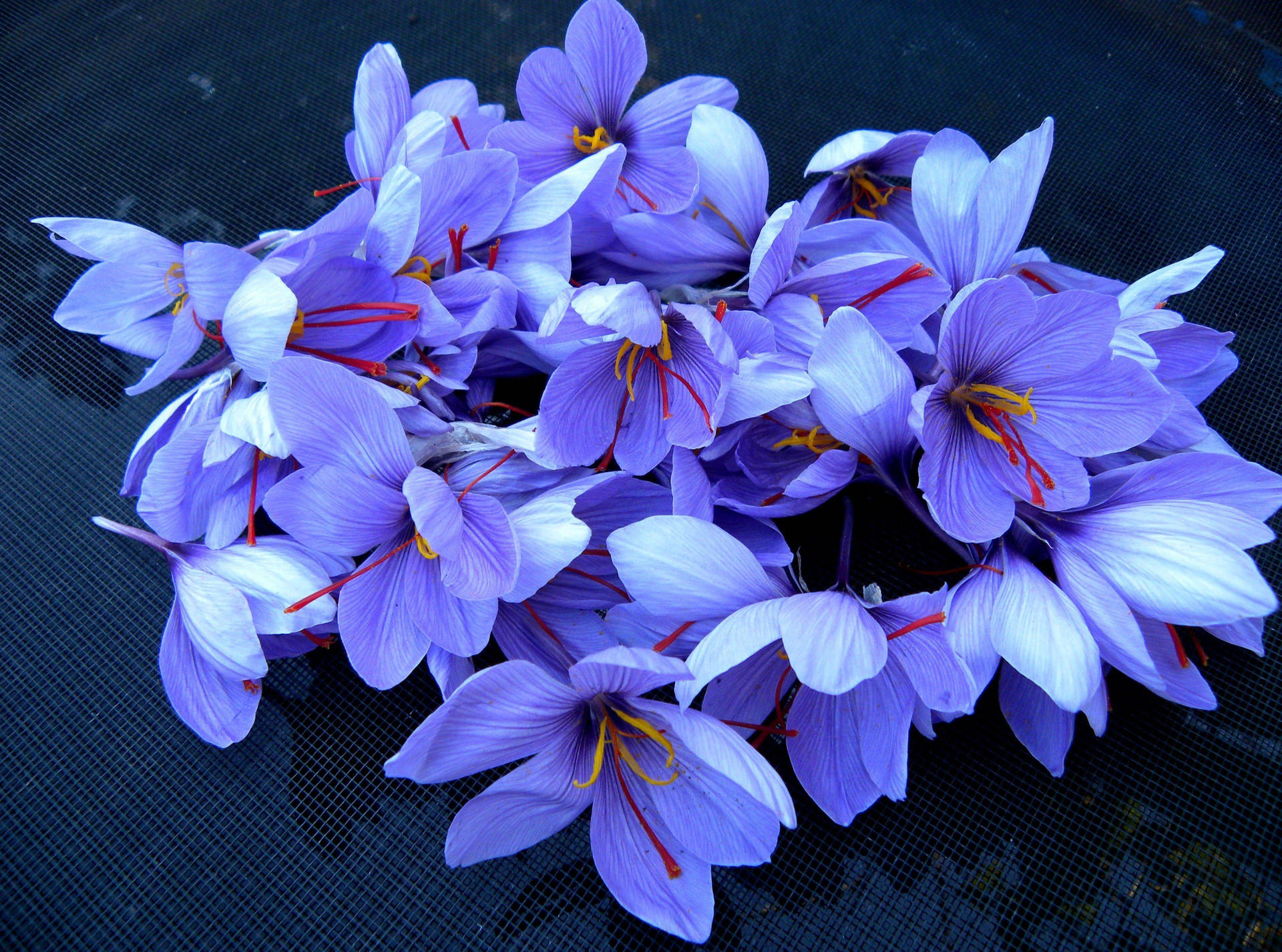 Exquisite Harvest Of Saffron Crocus