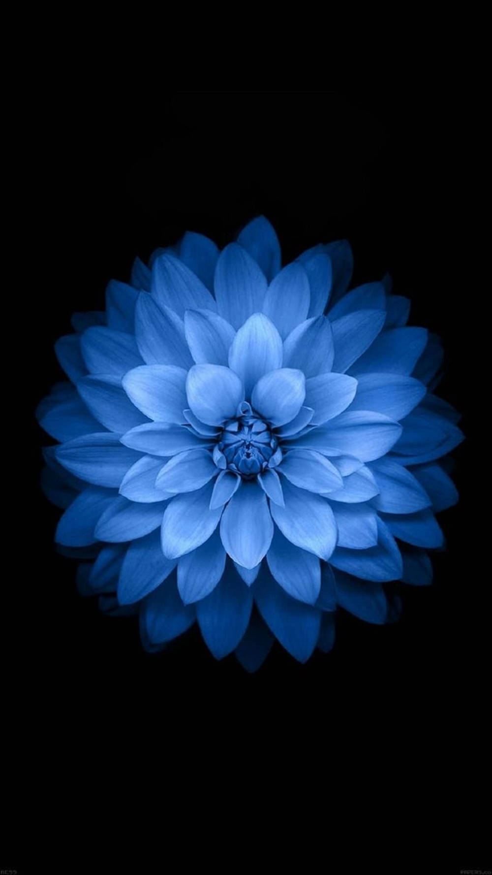 Exquisite Light Blue Dahlia In Bloom