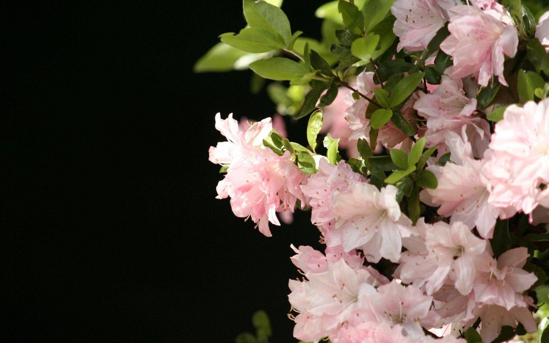 Exquisite Light Pink Flower In Full Bloom Background