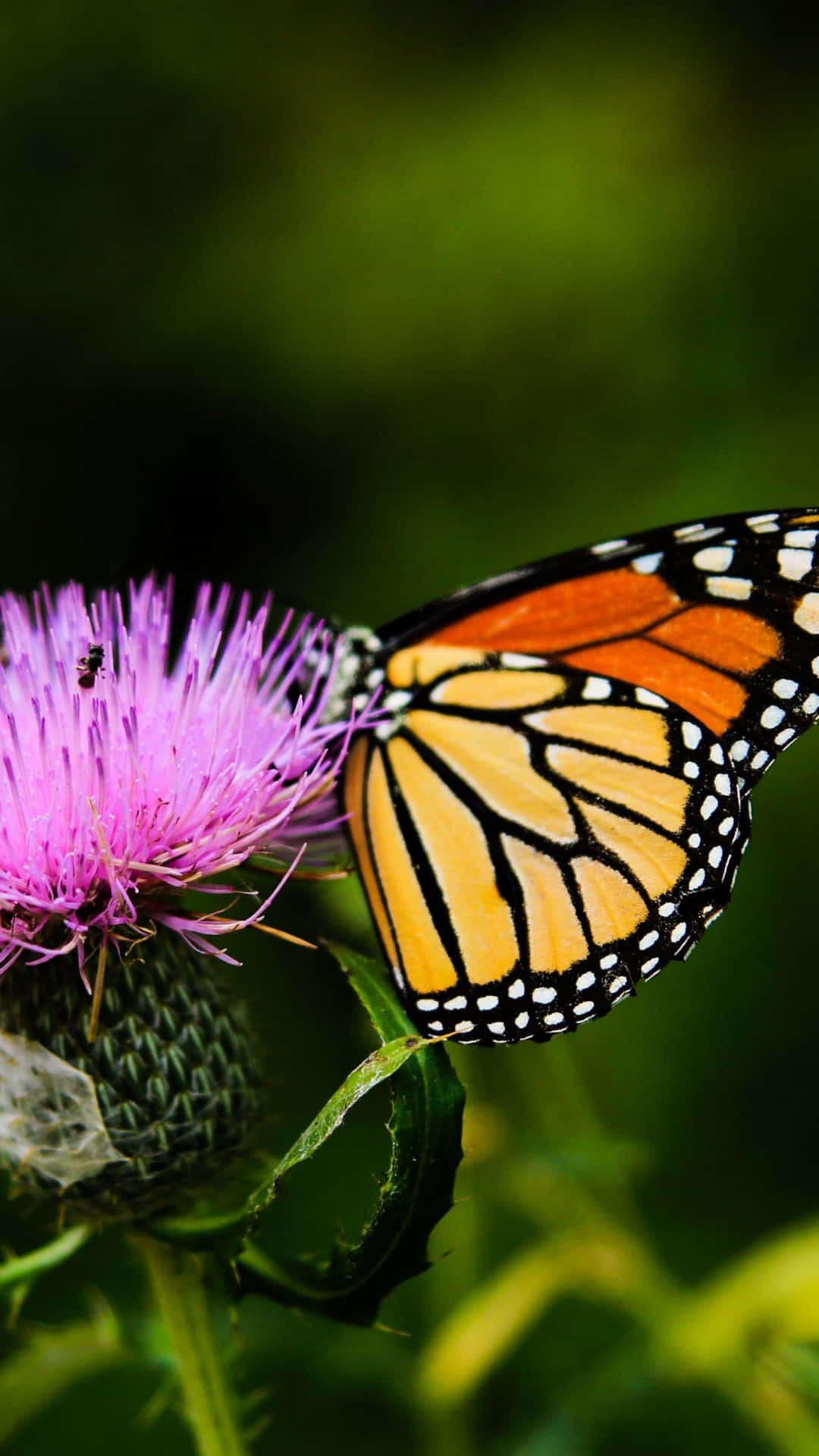 Exquisite Monarch Butterfly Resting On A Milk Thistle