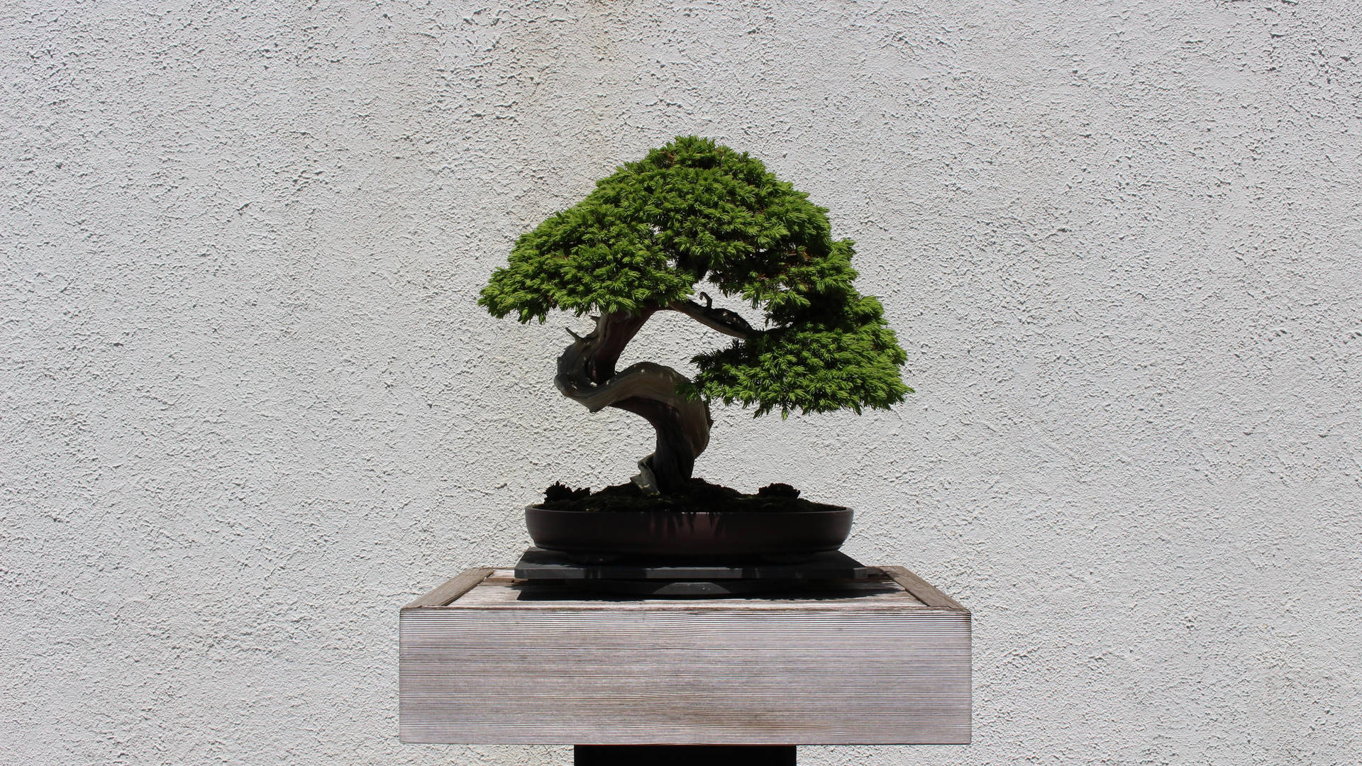 Exquisite Moyogi-style Bonsai Tree In Its Natural Setting Background