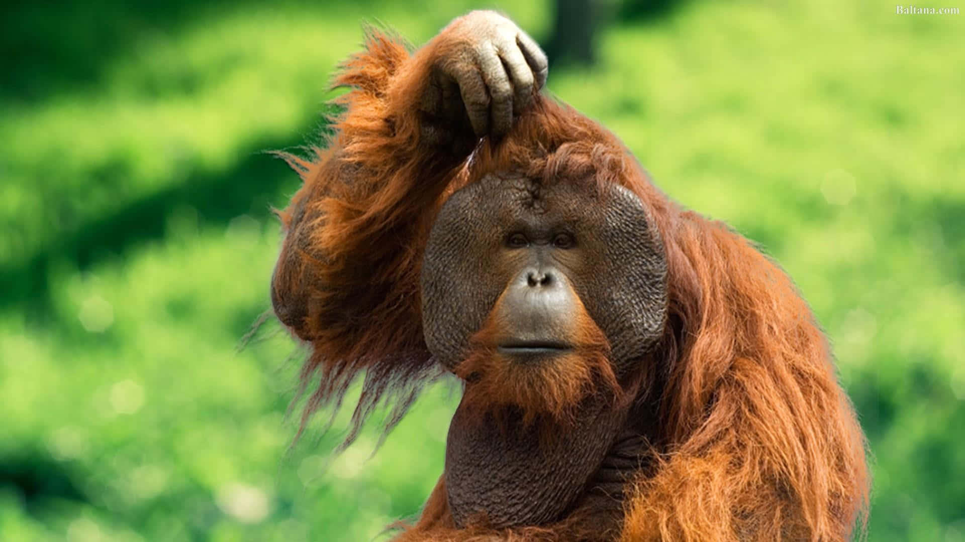 Exquisite Orangutan Basked In Natural Sunlight Background