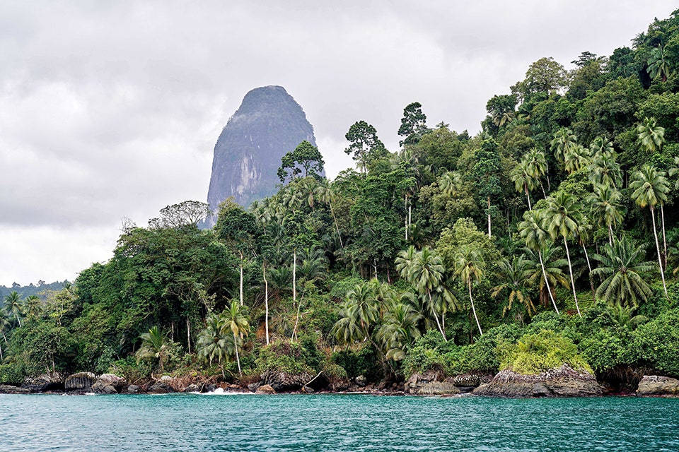 Exquisite Palm Forest In Sao Tome And Principe. Background