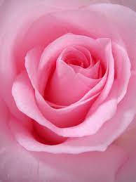 Exquisite Pink Rose In Full Bloom