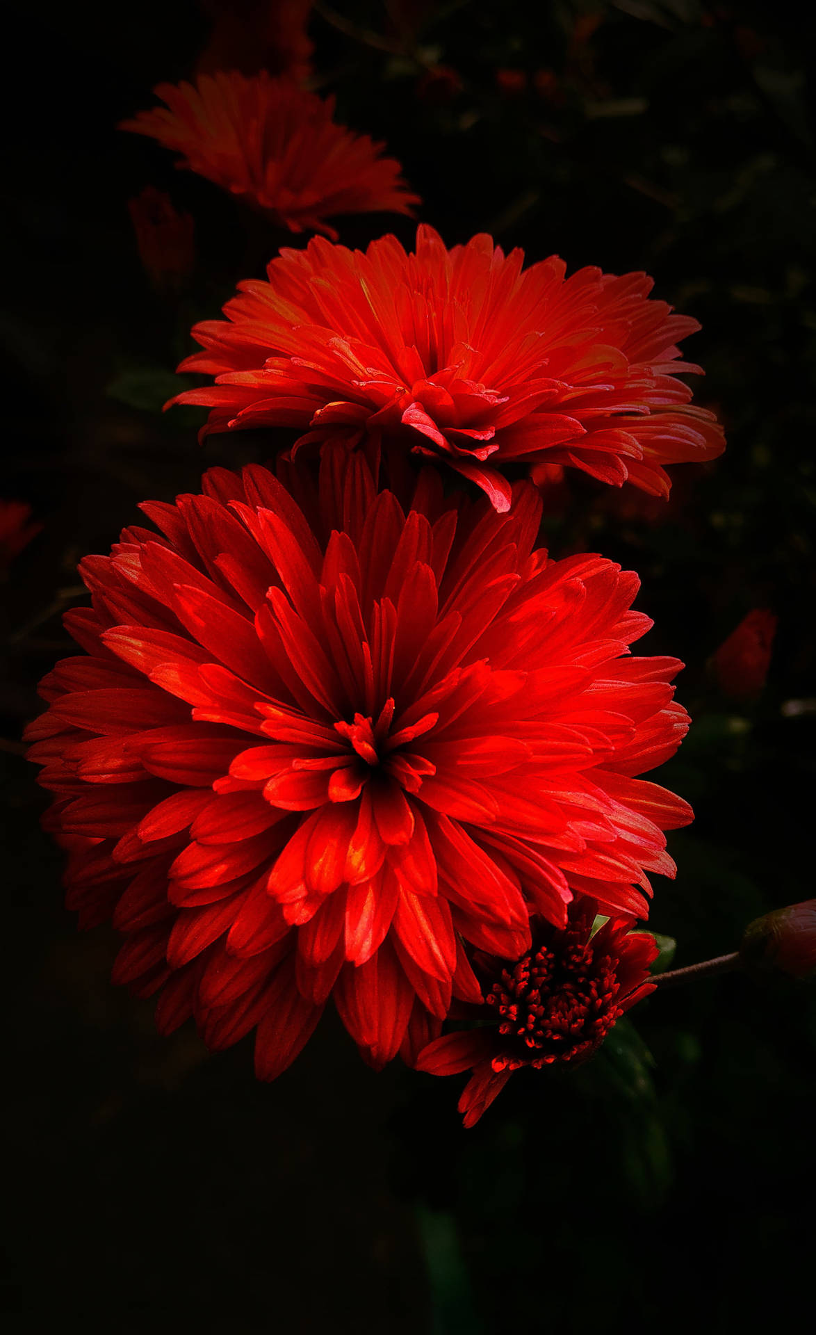 Exquisite Red Dahlia Flowers Background
