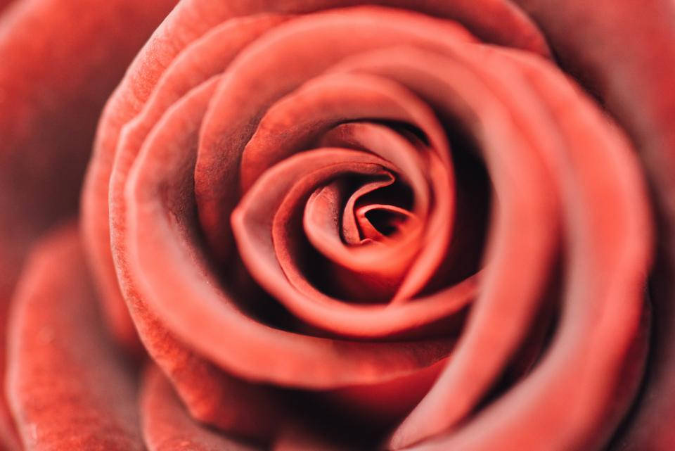 Exquisite Rose - A Symbol Of Love And Beauty Background