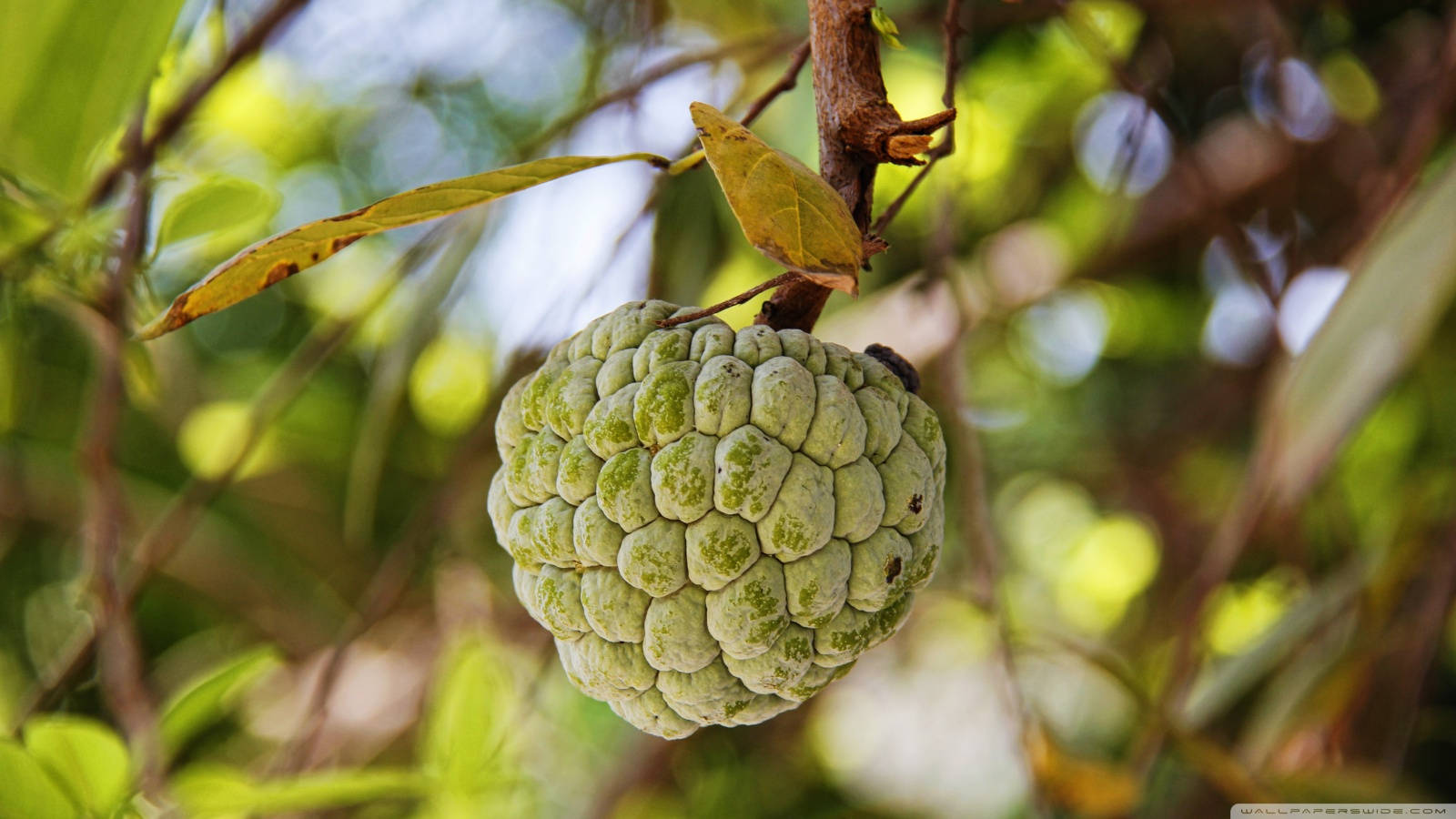 Exquisite Sugar Apple Fruit Aesthetics Background