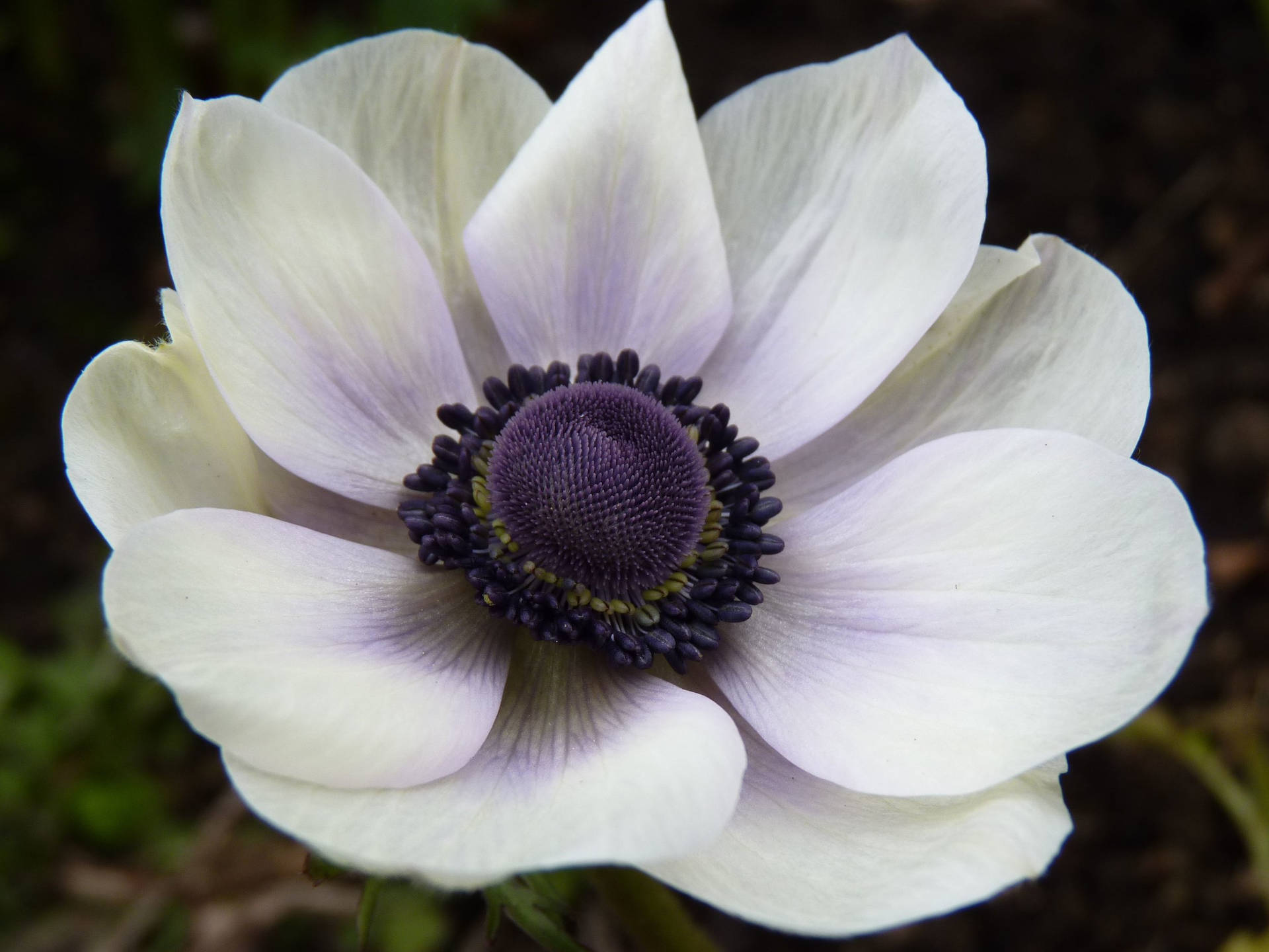 Exquisite White Anemone Flower In Full Bloom