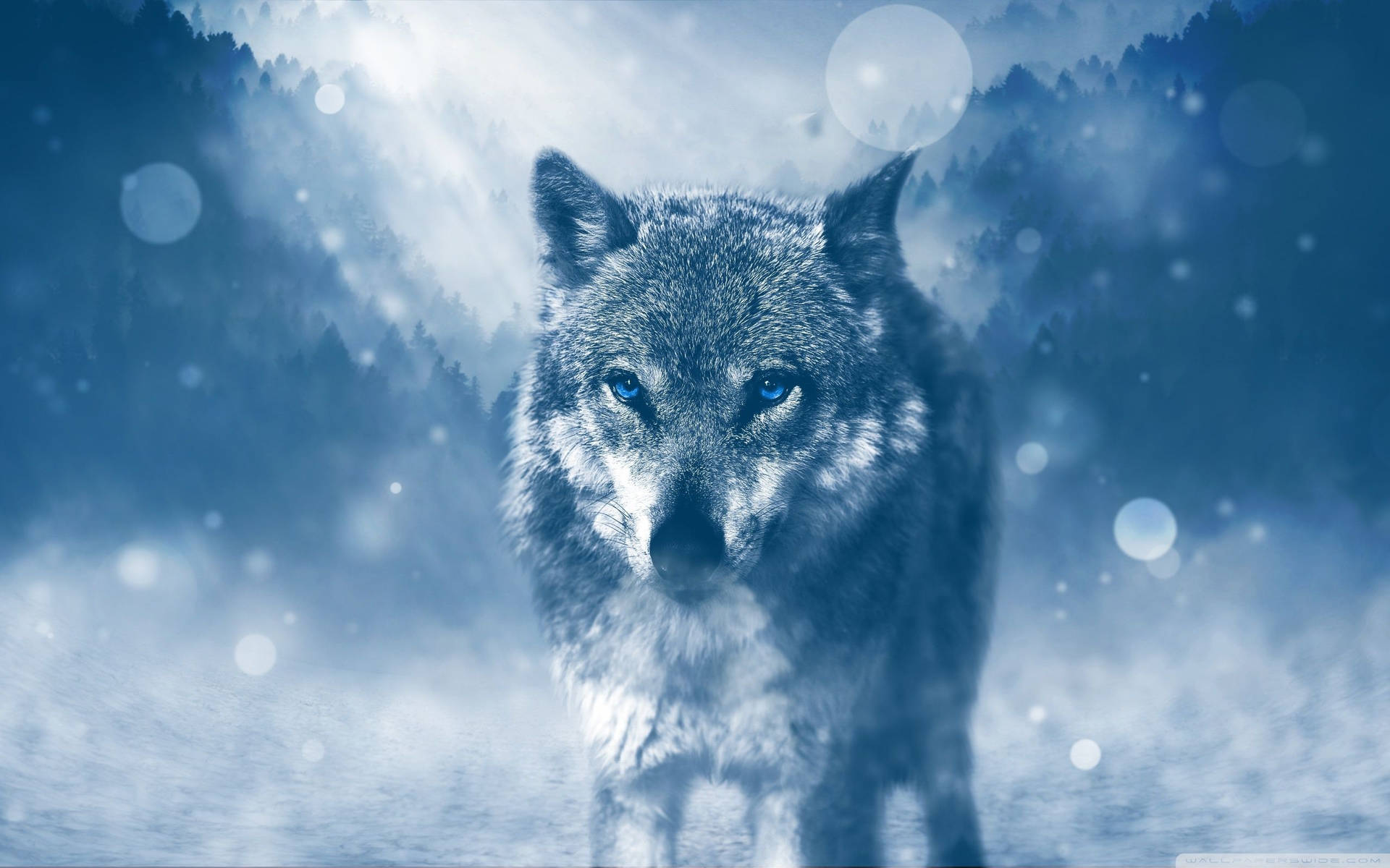 Exquisite Wolf Desktop Background