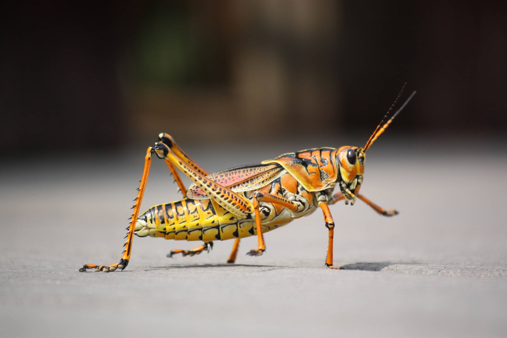 Exquisite Yellow-orange Grasshopper In Natural Habitat Background