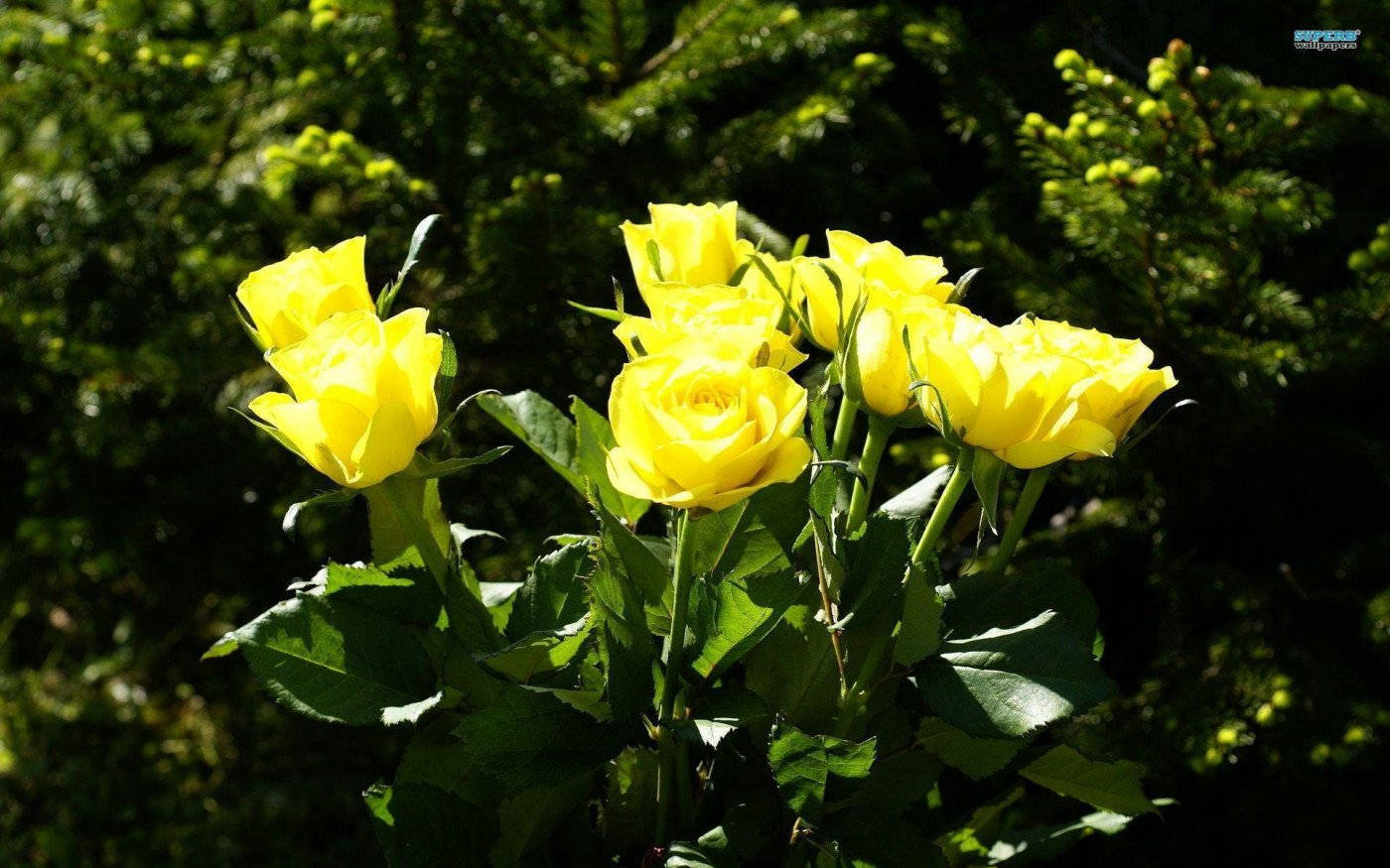 Exquisite Yellow Rose Bloom Background