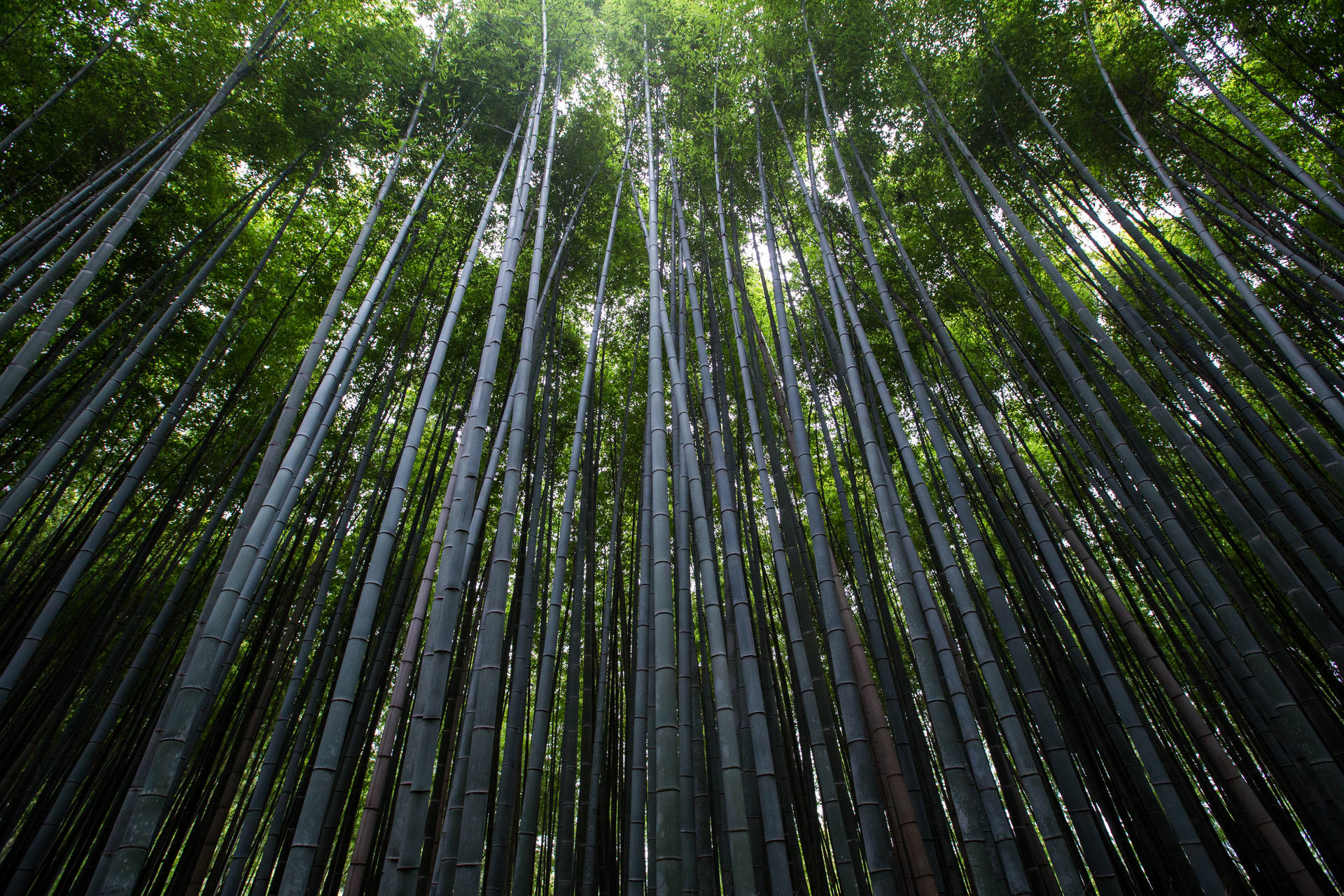 Extensive Bamboo Plants Background