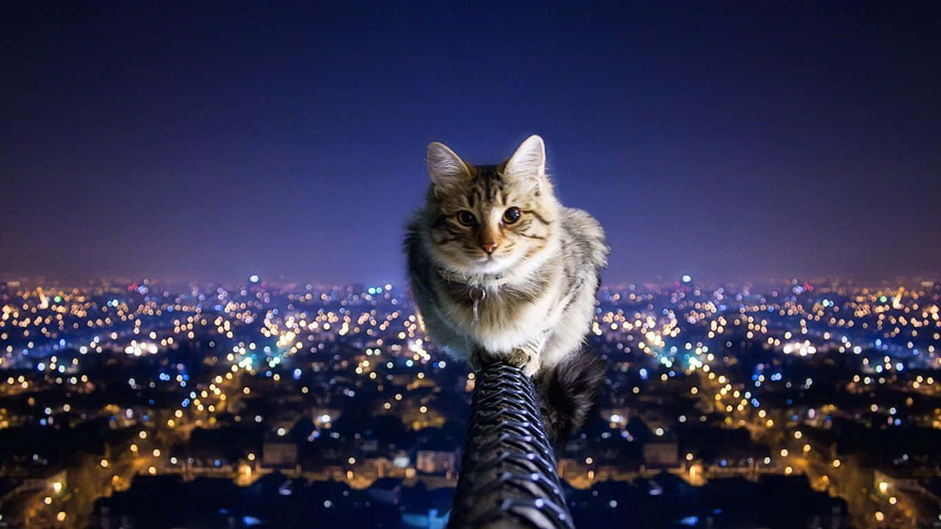 Extreme Cat City Background