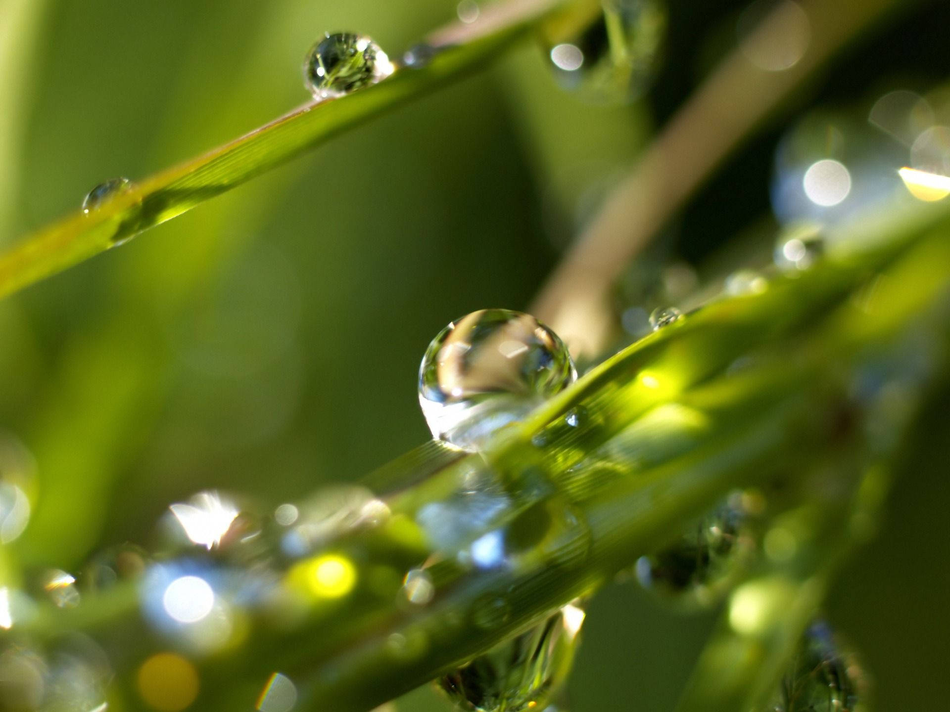 Extreme Close Up Raindrops On Green Grass Background