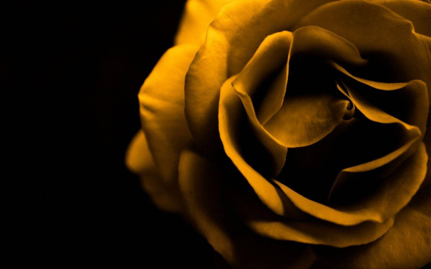 Extreme Close Up Shot Yellow Rose Background