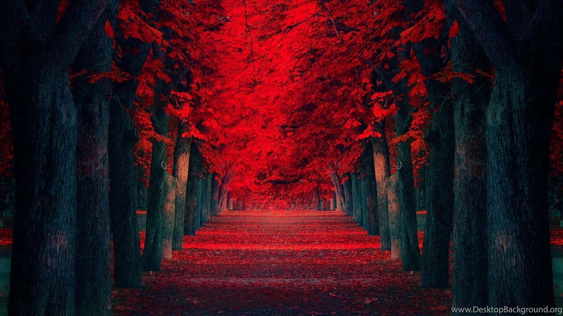 Extreme Red Maple Pathway