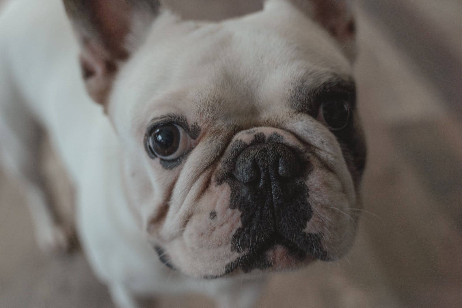 Extremely Cute French Bulldog Background