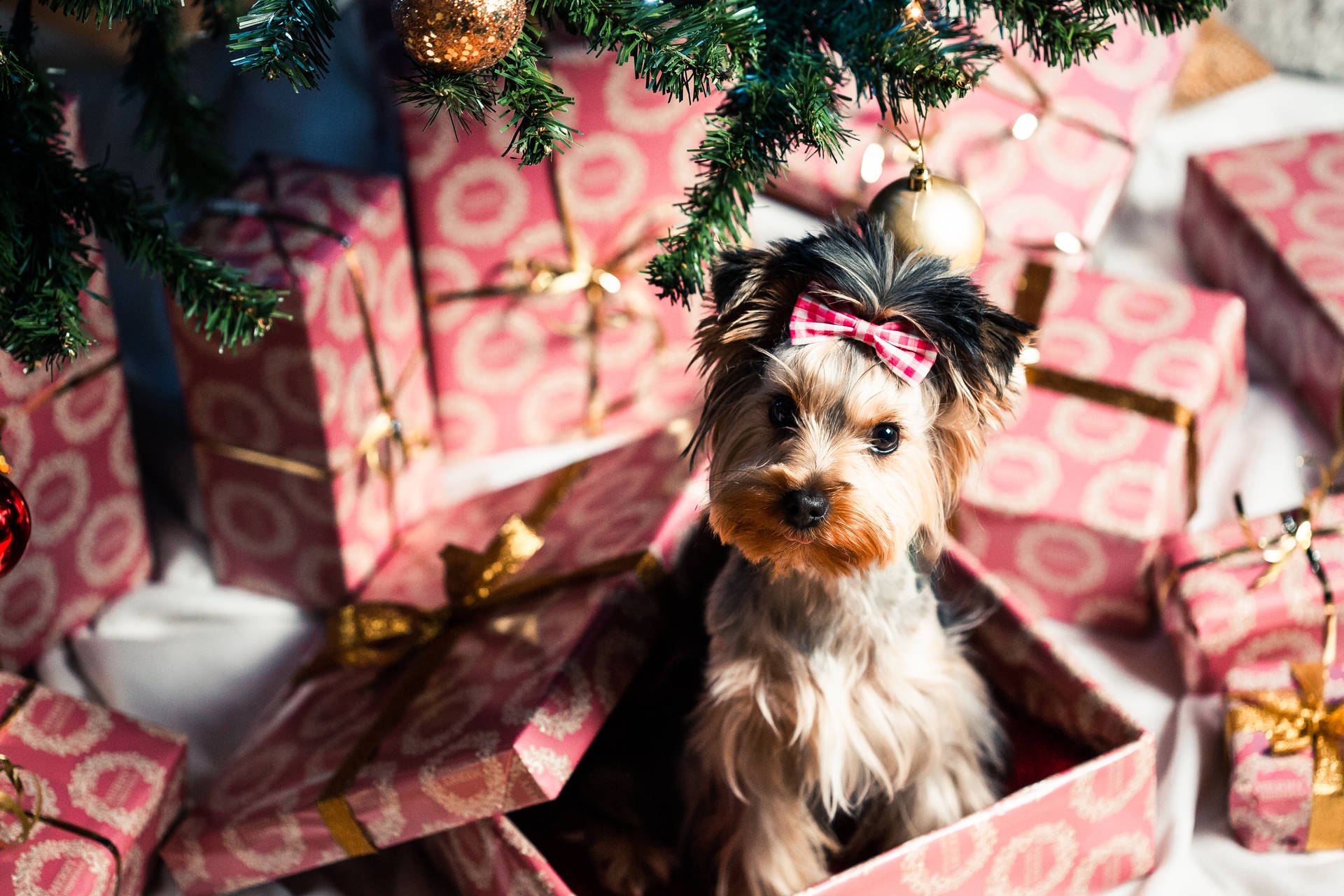 Extremely Cute Puppy In Gift Box Background