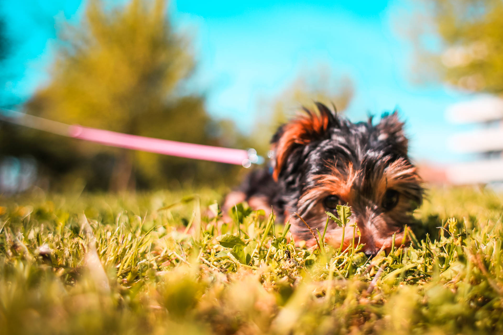 Extremely Cute Puppy On Grass Background