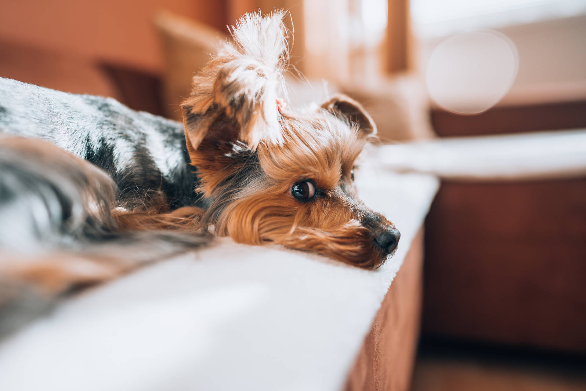 Extremely Cute Sulking Brown Yorkie Background