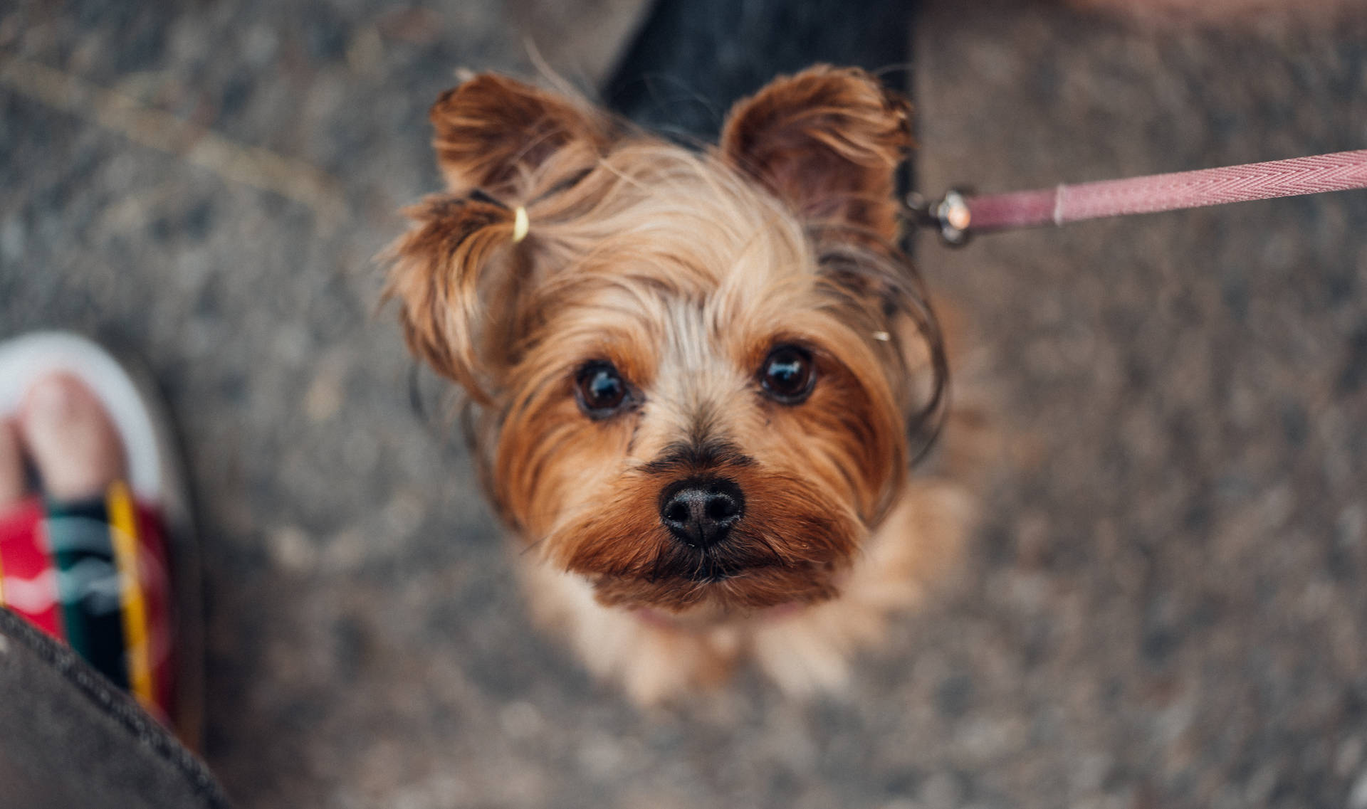 Extremely Cute Yorkie Looking Up Background