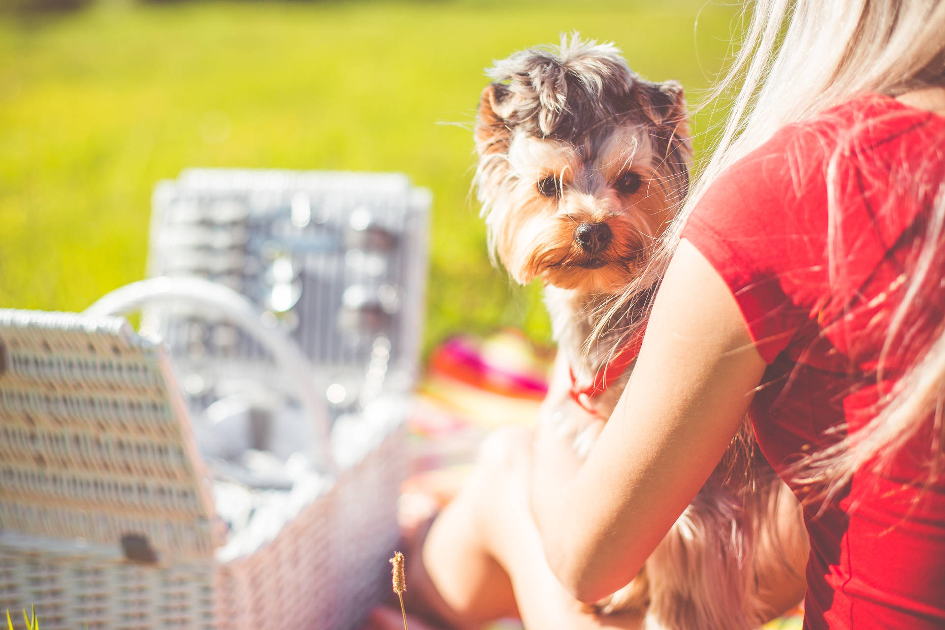 Extremely Cute Yorkie On A Picnic Background