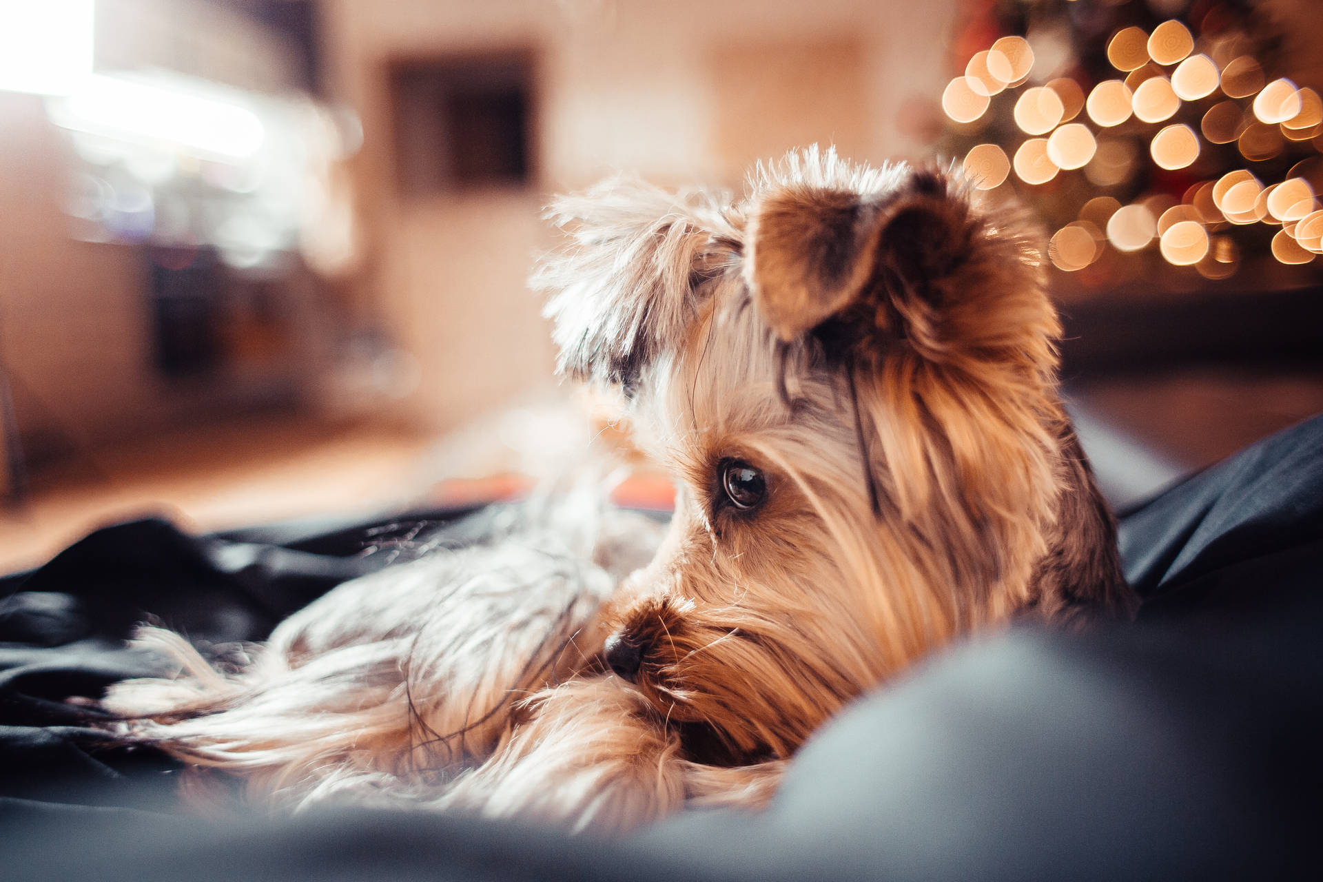 Extremely Cute Yorkie On Sofa Background