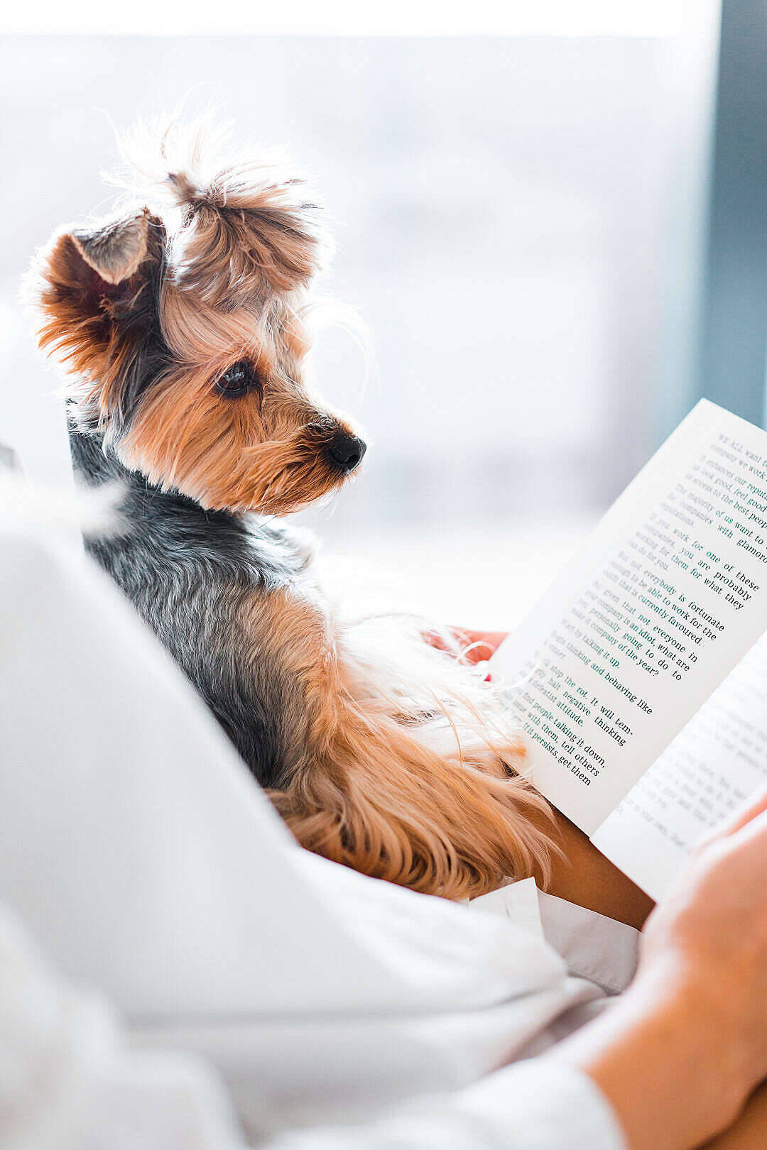 Extremely Cute Yorkie Reading Background