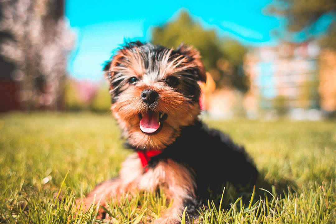 Extremely Cute Yorkie Smiling Background