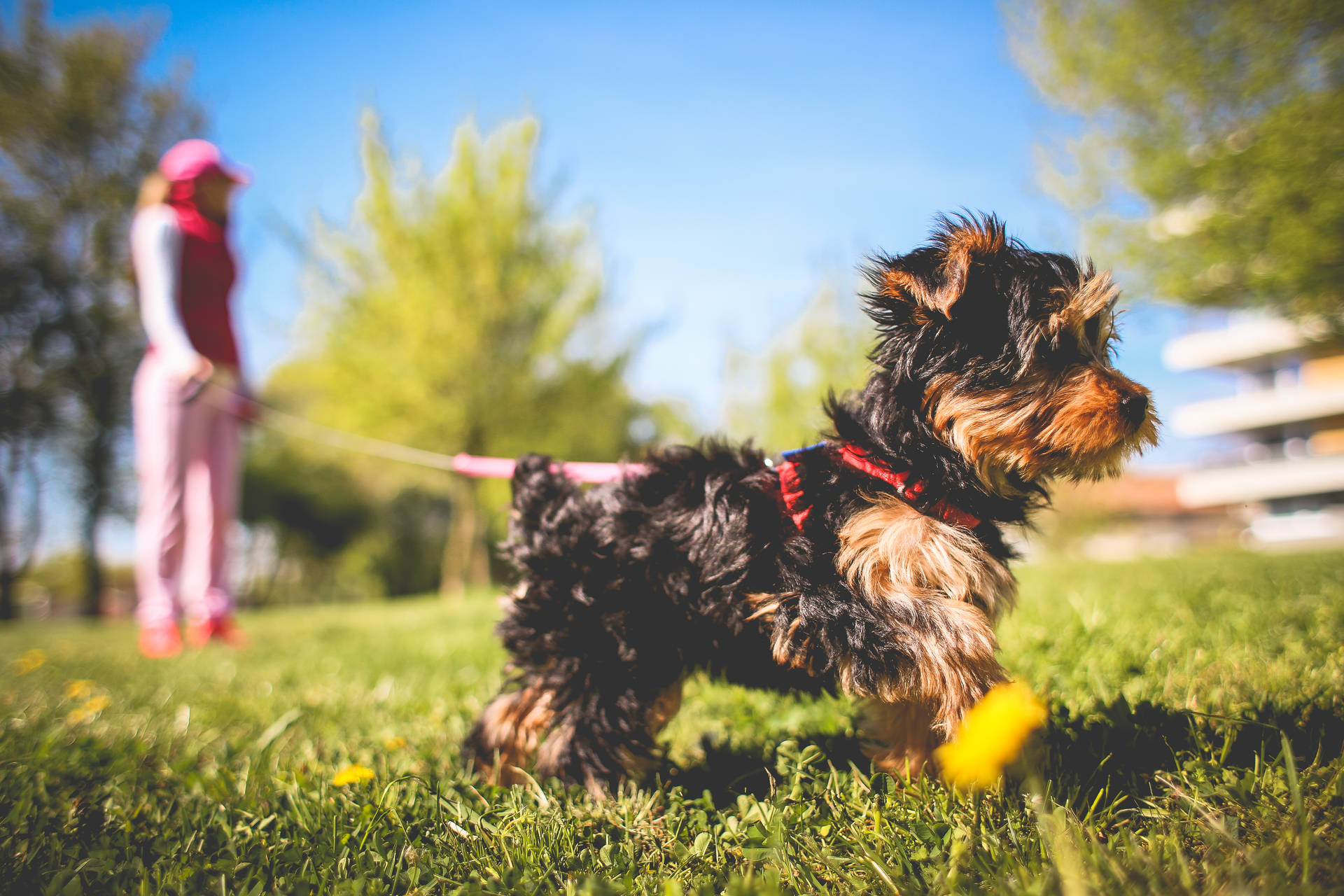 Extremely Cute Yorkshire Puppy Background