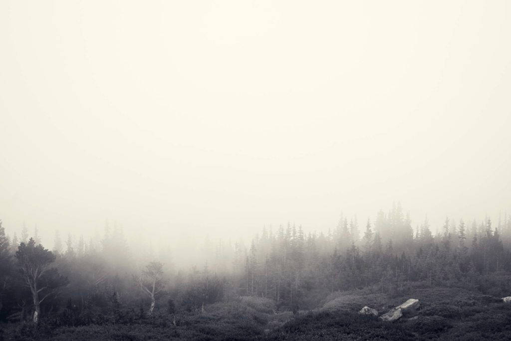 Extremely Foggy Forest Grayscale Background