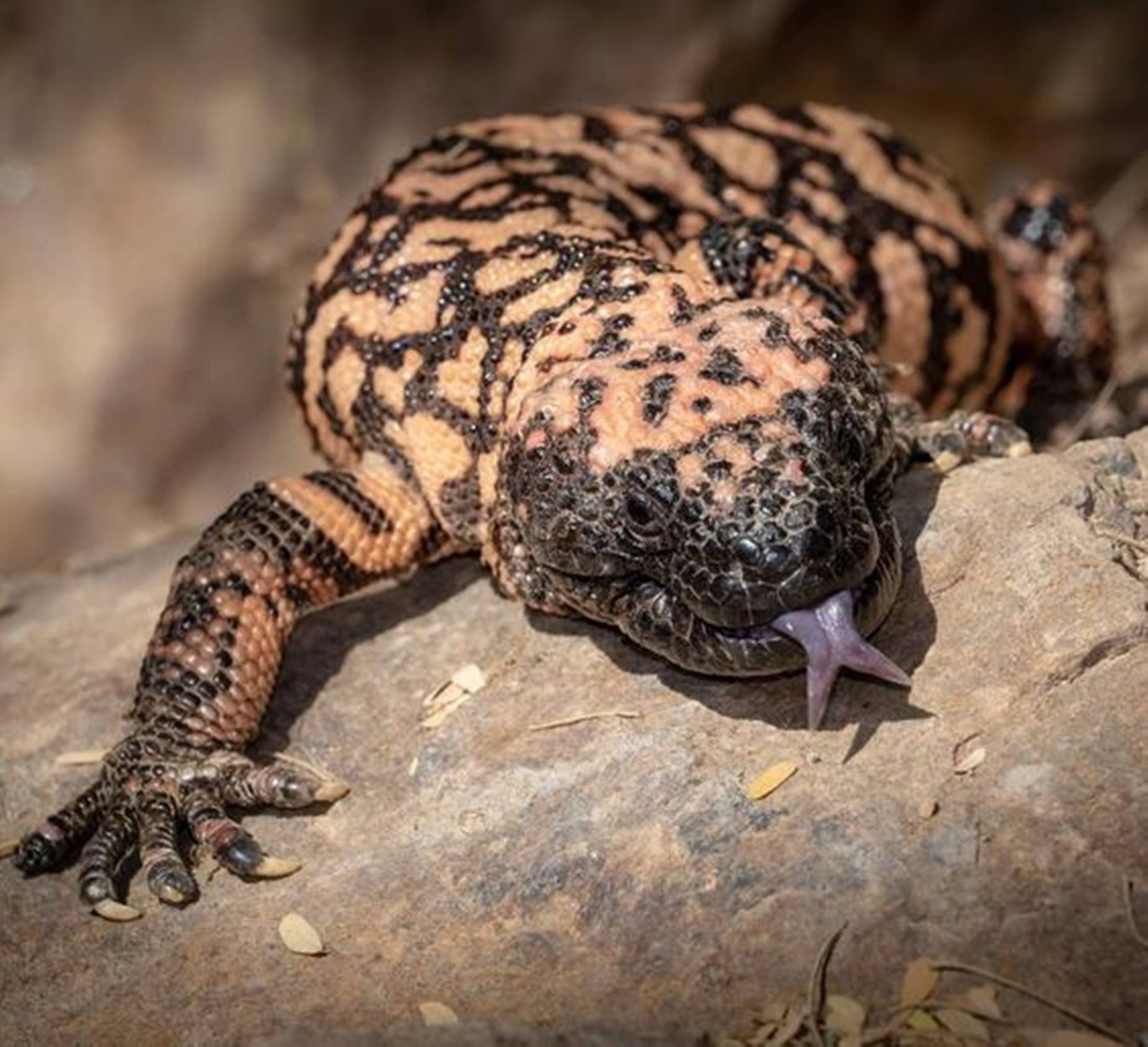 Eye-capturing Gila Monster Lizard Lounging On A Dusty Rock