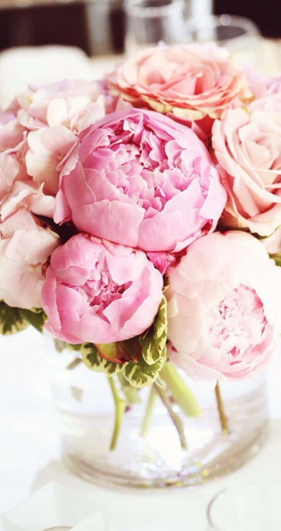 Eye Catching Pink Shades Peony Iphone Background